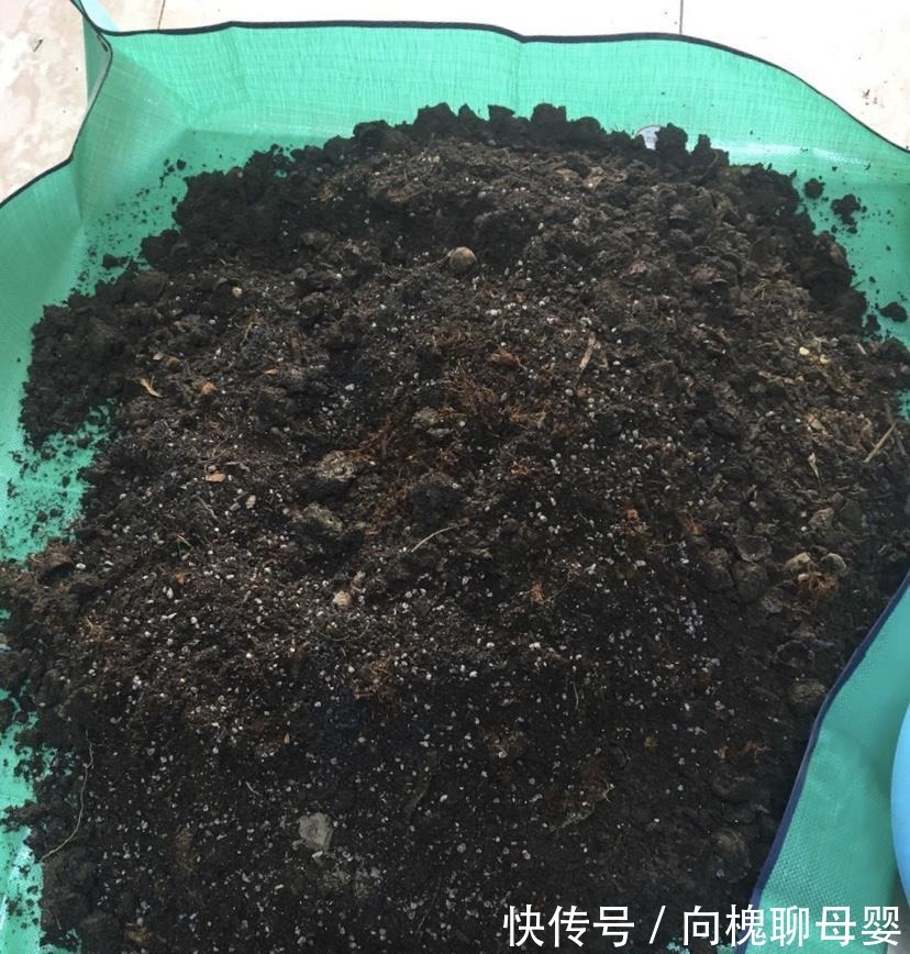 户外挖“2种土”养花，君子兰长得像“大白菜”，茉莉花“爆盆”