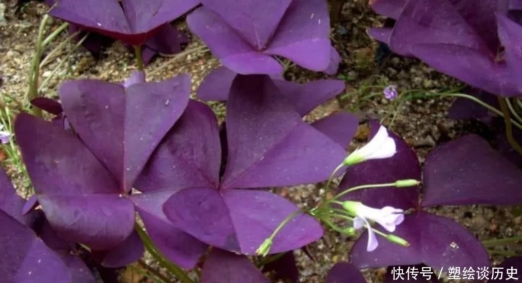 6i Dappcbedkrm 6i Dappcbedkrm