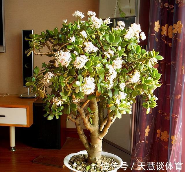 天气冷,六种花要“干养”,少水多晒才健壮,养成老桩更旺家