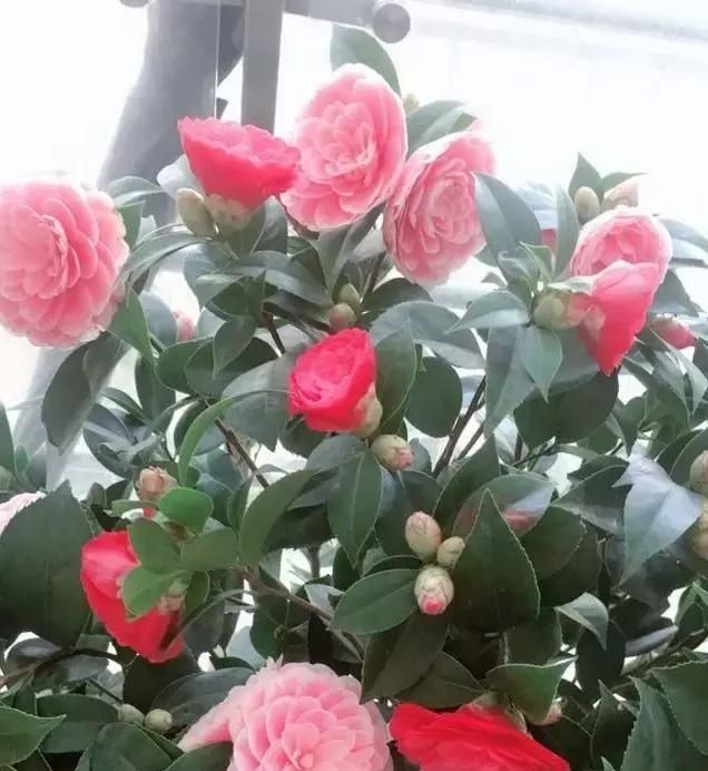 3种花，在北方很多人都“养不活”，可以说养1盆死1盆