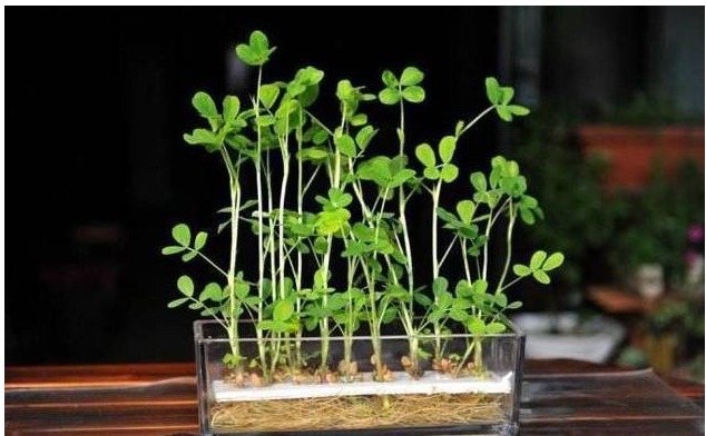 水培“花生”，比“吊兰”还漂亮，1株结30个果！不妨也可以试试