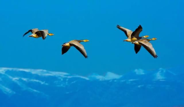 紫山滏水烟波秀,古道花依旧