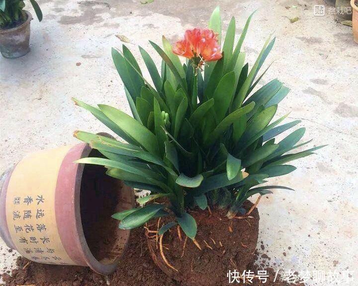 春天换盆“旧土”怎么办加2种“东西”，养花肥沃疏松，能爆盆