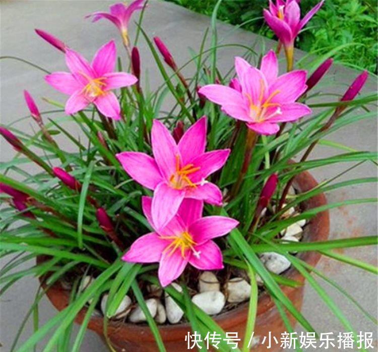 开花期|1种花比绿萝好养,比月季娇艳,香味浓郁开花多,1年四季开花不断