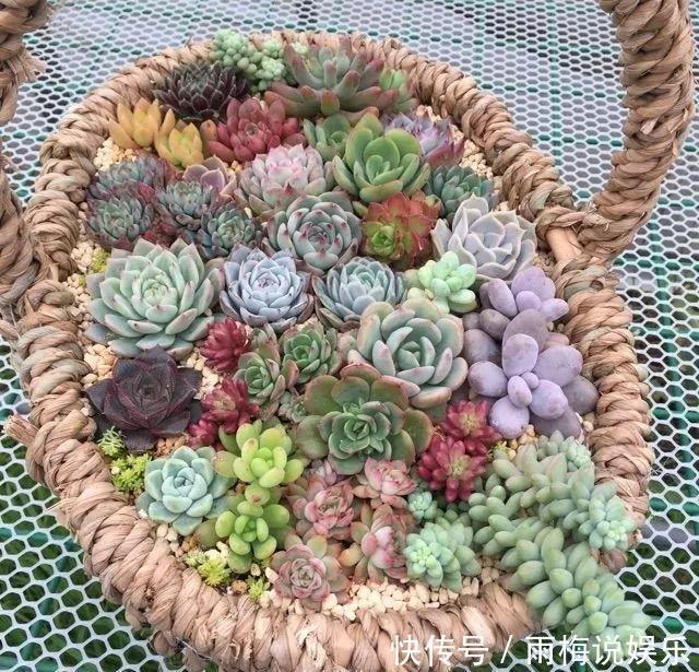 花盆|用篮子种多肉,红灿灿的超好看,瞬间变身高档花盆!