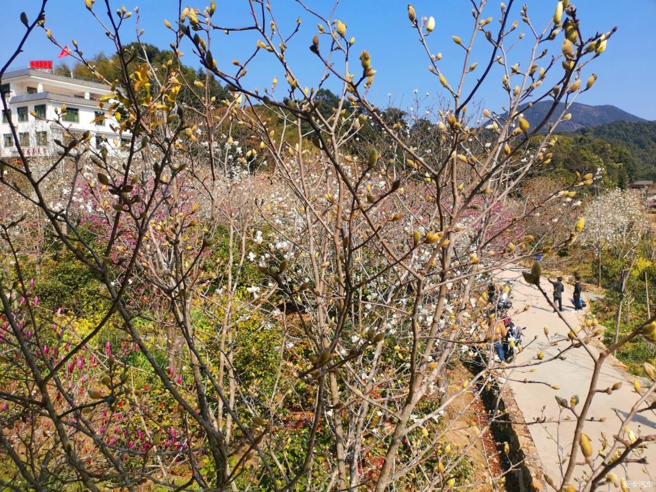 闲游阿婆六茶花谷