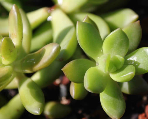 多肉铭月徒长怎么办教你3个小妙招,轻松解决徒长植株更美观