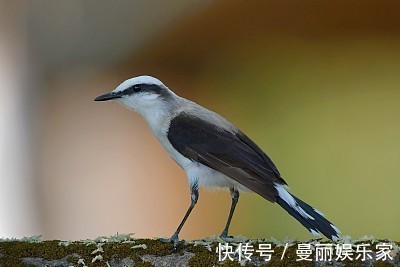 富贵命|脾气最犟的2大生肖女，却是最旺夫的，老来还是富贵命