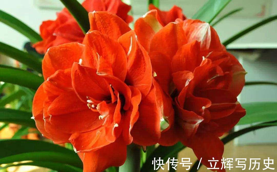 16种花被誉为冬日里的“开花机器”,喜欢就可以养起来,又美又香