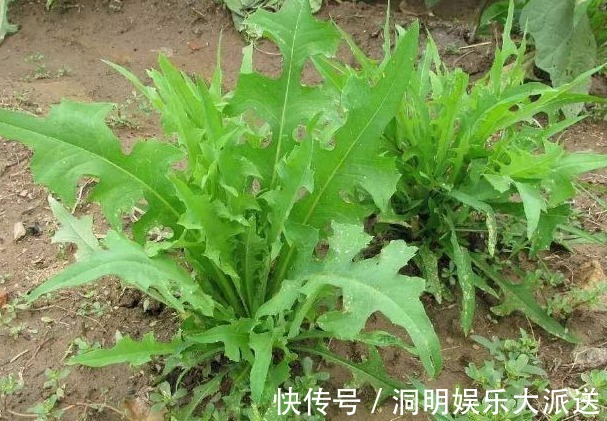 清热解毒|农村田间不起眼的野菜,能利尿消肿、清热解毒,效果显著