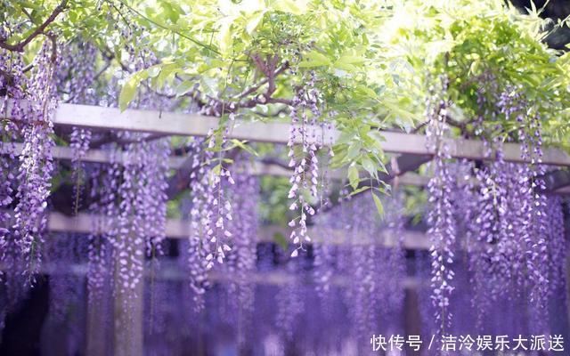 庭院|庭院大要利用,这3种花养起来,好看好养顺着花架爬老高