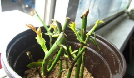 绿萝茉莉……夏天这么养,跟打激素一样疯长不停