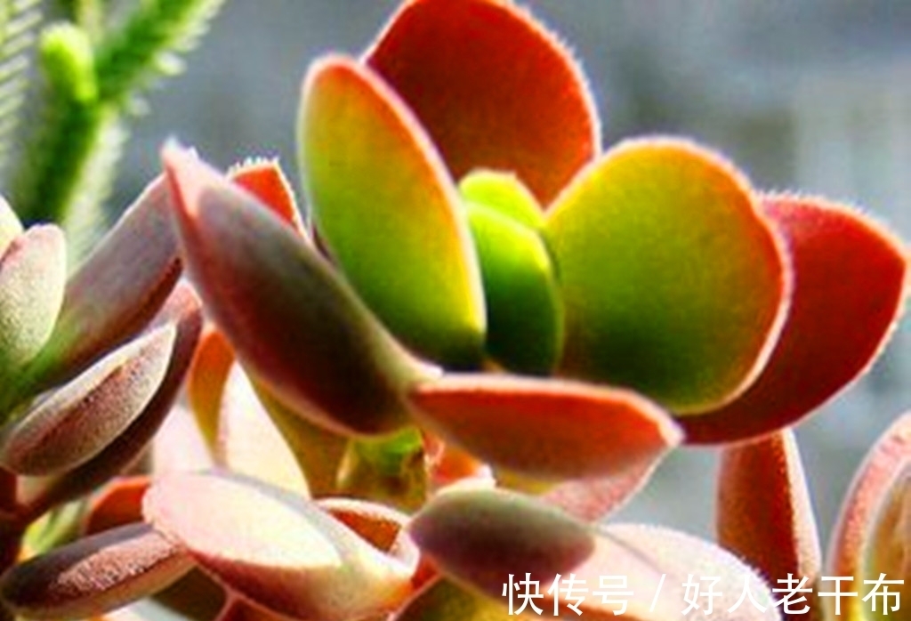 看到5种多肉,仿佛置身优美景色之中,满目都是美不胜收