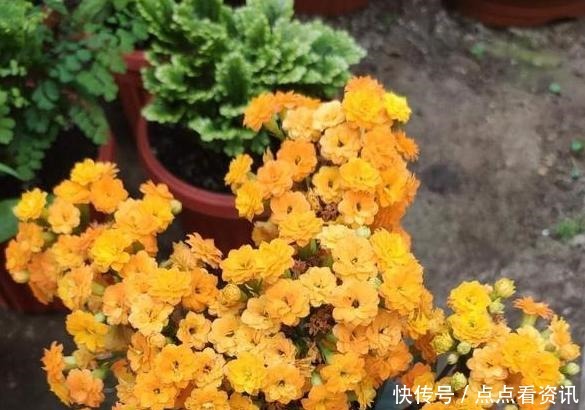盆栽长寿花,该做哪些准备迎接夏季3点做到位,花期又长一些