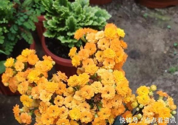 盆栽长寿花，该做哪些准备迎接夏季3点做到位，花期又长一些