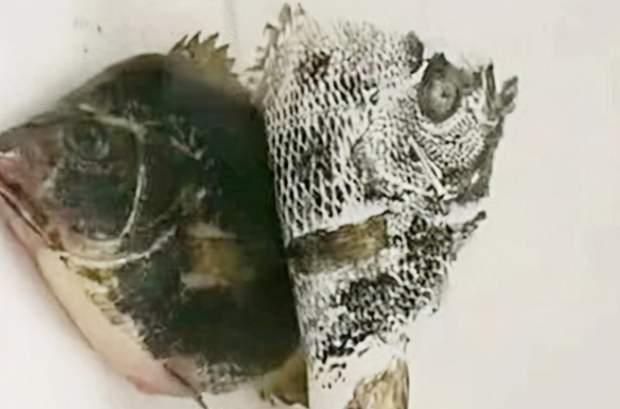 学习习惯|孙子因画鱼的作业被急哭,却被爷爷轻松化解,这方法真是“妙”