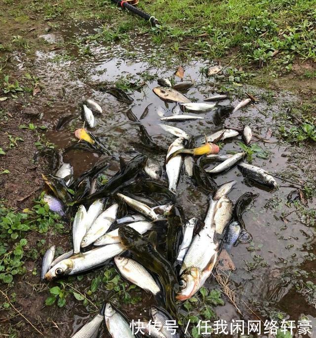 山林|消失的“溪流女王”,钓这种鱼曾是许多南方人的童年记忆