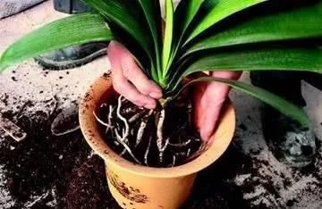 到底怎样才能养好君子兰？