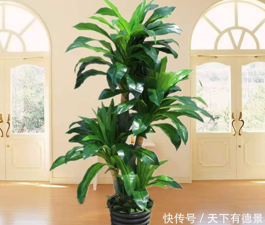 福木|这3种大型观赏树，一般人真分不清，养起来更费劲