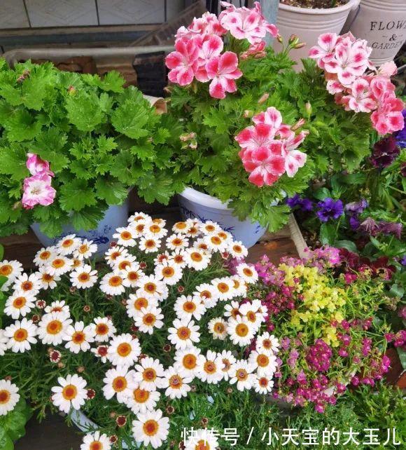 记录一下我养过的花,1000多盆都有啥