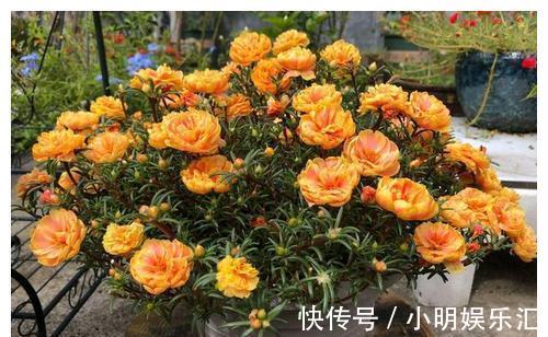 金鱼草|6种“漂亮花”,五块钱买一盆,持续开花200天,太便宜了