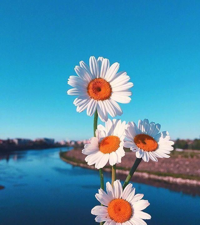 乐观心态的心情短句,精挑细选,越读越优秀!