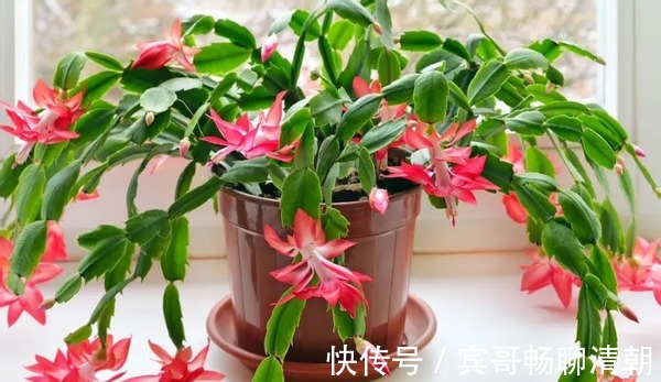 怎么让花期中的蟹爪兰接连开花满足“3要素”开不停