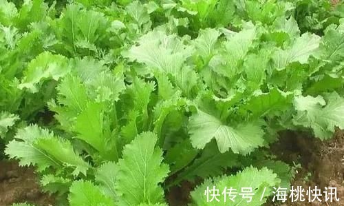 缺钙|吃虾皮,真的可以补钙?医生:其实真正补钙的是这“4种食物”!