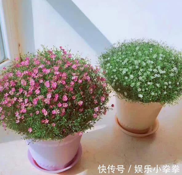 花卉|开春种下几种花，养俩月就能开爆花，轻松开出花海