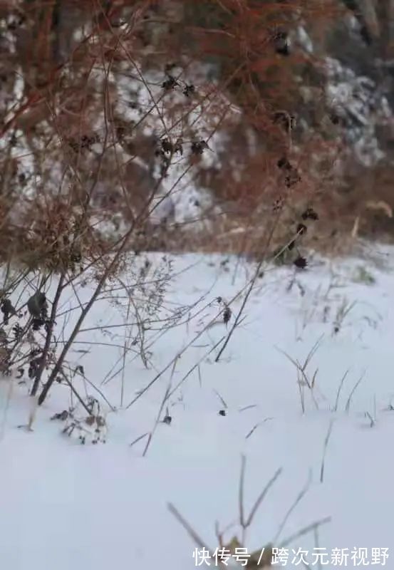 连环画|容朵儿民宿冬景：雪的可爱处在于它的广被大地，覆盖一切，没有差别