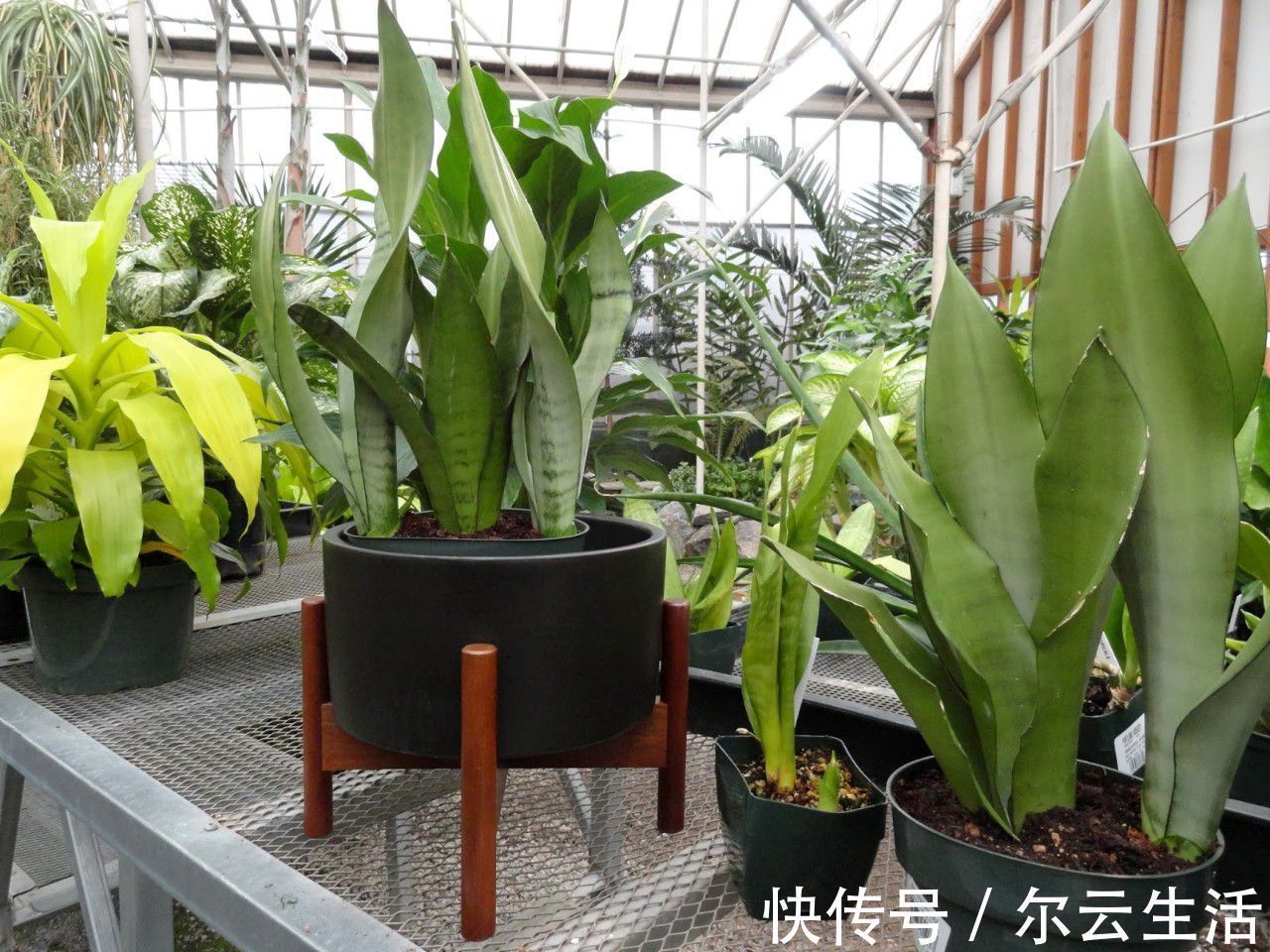 封闭的楼房养花,首选这6种,都是净化小能手,养在家里利于健康