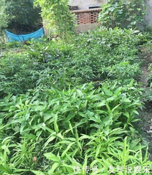 农家小院|晒晒婆婆的农家小院,给她100万,她都不换,厨房很多人没见过