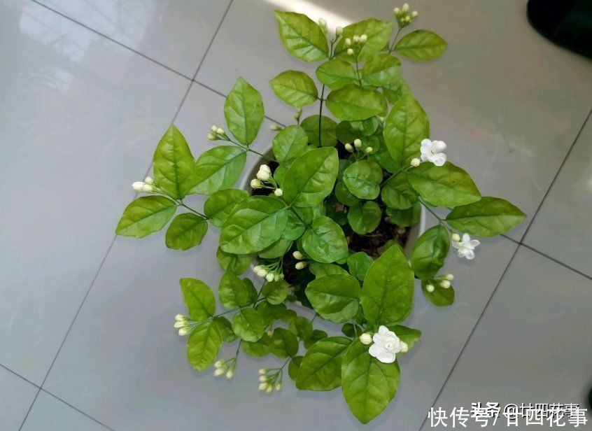光照|茉莉夏天花量少,花不香,逃不过3个原因,做到位满头花苞