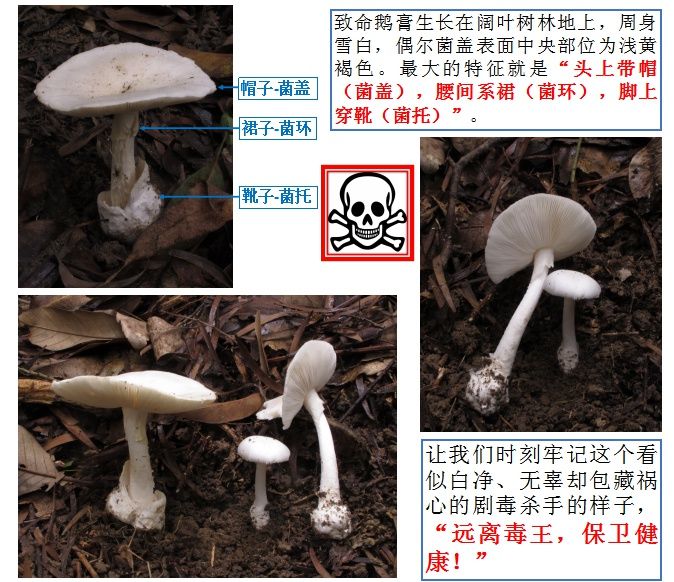 毒蘑菇|警惕毒蘑菇！丰顺4人疑似食用“头号毒王”中招入院治疗