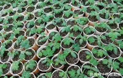 发芽|长成这样的果子你们见过吗?盆栽在家里,很快生根发芽