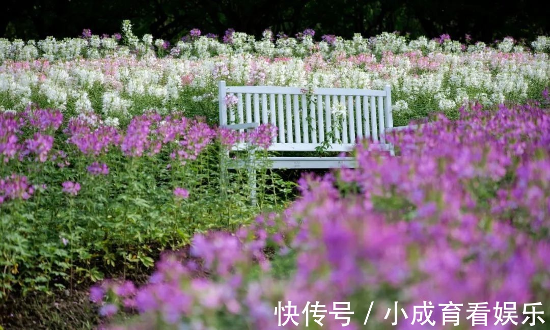 马鞭草|醉蝶花，马鞭草，地肤..