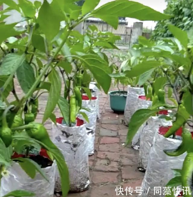 养花不成“改种菜”,红辣椒种在“编织袋”里,一次能摘30斤