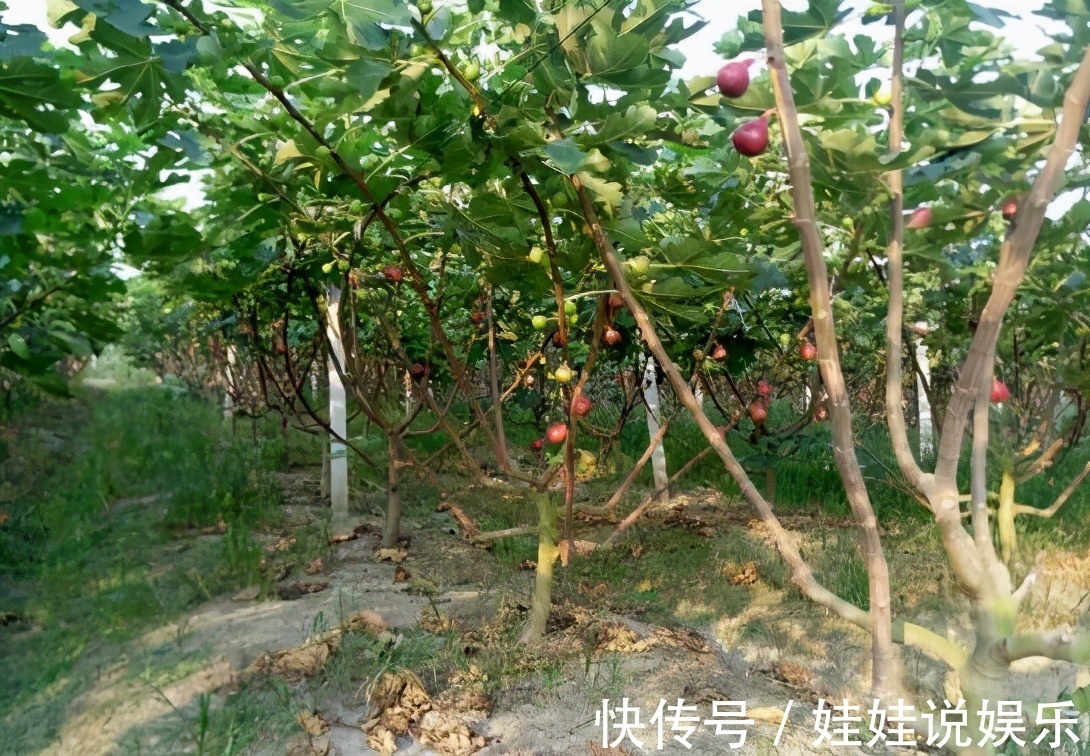 家里有院子，4种果树别嫌弃，好看好养活，比养花强