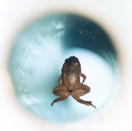 磁性 把人放进强磁场中会怎样?科学家用青蛙做实验,得到一只反重力蛙