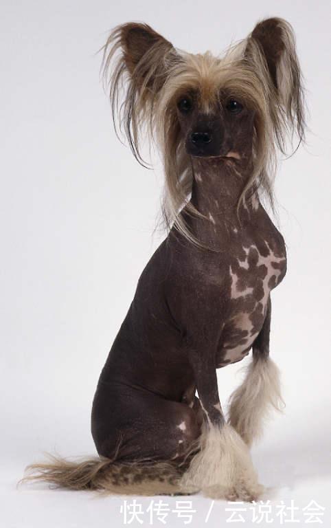 被网友戏称为世界上最丑的犬种 中国冠毛犬 很丑却很温柔 快资讯