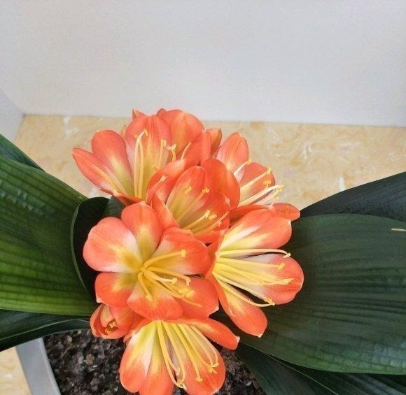 王叔养的君子兰，“壮如牛”，原来用了“老3样”，花大色艳！