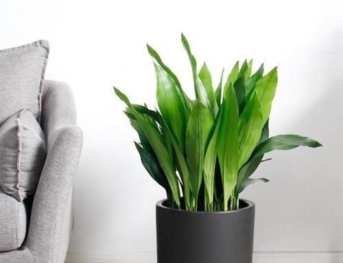 4种“招财花”，喜不喜欢都要养，家里放一盆，财运自己送上门