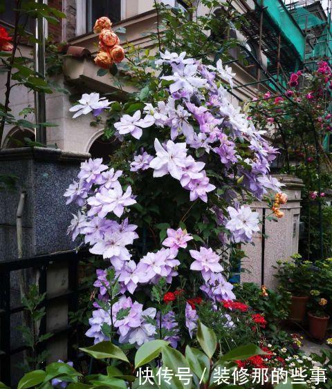 花肥|家庭养花，这些水都是“肥”，别再花钱买了