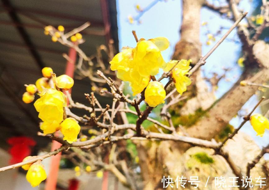 花盆|冬季观赏型花木：腊梅，盆栽记住4点，有枝有花，摆客厅超赞