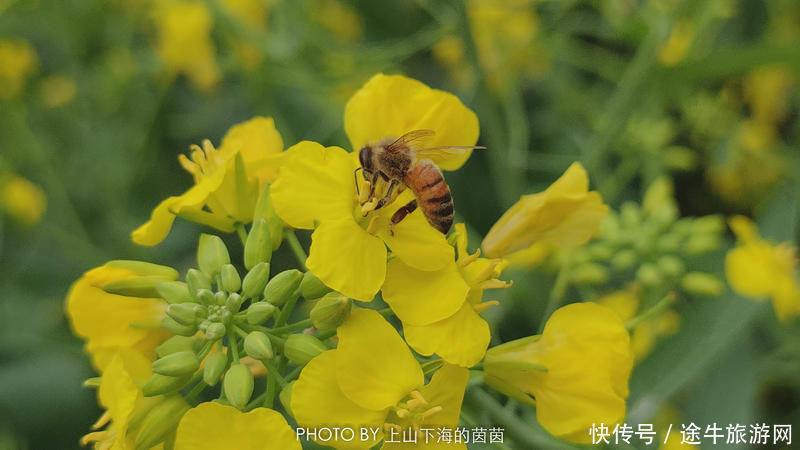 江浙沪踏春推荐：3天2夜走进春天里的诗画缙云