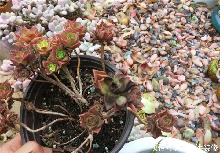 爸妈不在家,我在院子里疯狂种多肉,倍儿爽