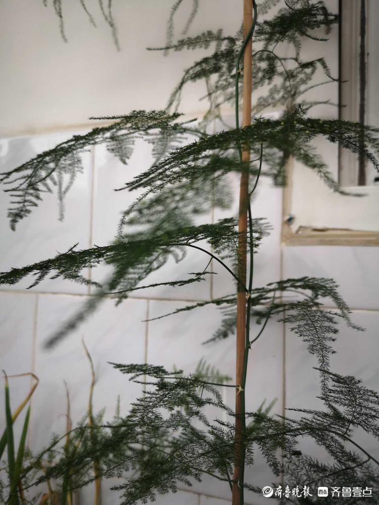 文竹开花见过吗？密密麻麻小黄花点缀枝头，别有一番韵味|情报站| 齐鲁晚报