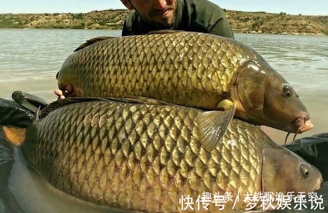 攻略|野钓大鲤鱼全攻略,学会此钓法后,大鲤鱼排队咬钩