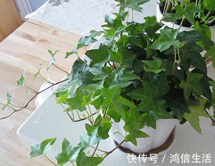 养花“磷钾肥”不用再买了，轻松自制效果强，养啥都能轻松爆满盆