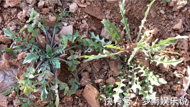 春风十里|挖错荠菜等于吃草，这些“假荠菜”你确定都认识吗